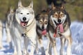 Full Day 35KM Self Driven Husky Sled Adventure in Rovaniemi