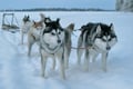 Full Day 35KM Self Driven Husky Sled Adventure in Rovaniemi