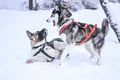 Full Day 35KM Self Driven Husky Sled Adventure in Rovaniemi