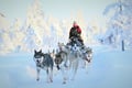 Full Day 35KM Self Driven Husky Sled Adventure in Rovaniemi