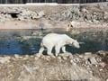 Arctic Wildlife Adventure: Ranua Zoo Tour