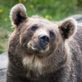 Arctic Wildlife Adventure: Ranua Zoo Tour