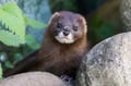 Arctic Wildlife Adventure: Ranua Zoo Tour