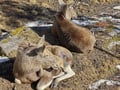 Arctic Wildlife Adventure: Ranua Zoo Tour