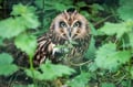 Arctic Wildlife Adventure: Ranua Zoo Tour