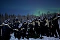 Arctic Aurora Chase by Snowmobile