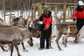 Meet the Reindeer like a local with a snowmobile sled, Levi