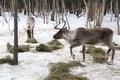 Meet the Reindeer like a local with a snowmobile sled, Levi