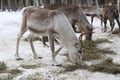 Meet the Reindeer like a local with a snowmobile sled, Levi