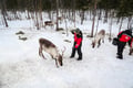 Meet the Reindeer like a local with a snowmobile sled, Levi