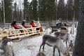 Meet the Reindeer like a local with a snowmobile sled, Levi