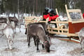 Meet the Reindeer like a local with a snowmobile sled, Levi