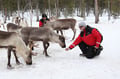 Meet the Reindeer like a local with a snowmobile sled, Levi