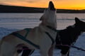 Rovaniemi Insider Husky Sleigh Ride Adventure on the Frozen Lake