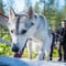 Hiking with Huskies