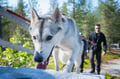 Hiking with Huskies, Husky Park, Siberian Husky, Rovaniemi Lapland