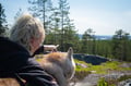 Hiking with Huskies, Husky Park, Siberian Husky, Rovaniemi Lapland