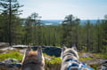 Hiking with Huskies, Husky Park, Siberian Husky, Rovaniemi Lapland