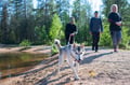Hiking with Huskies, Husky Park, Siberian Husky, Rovaniemi Lapland