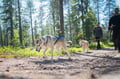 Hiking with Huskies, Husky Park, Siberian Husky, Rovaniemi Lapland