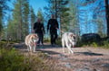 Hiking with Huskies, Husky Park, Siberian Husky, Rovaniemi Lapland