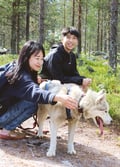 Hiking with Huskies, Husky Park, Siberian Husky, Rovaniemi Lapland