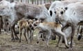 Visit a Reindeer Farm & Meet Baby Reindeer Up Close