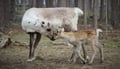 A Night in the Pasture with Baby Reindeer & Their Mothers