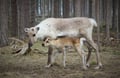 Visit a Reindeer Farm & Meet Baby Reindeer Up Close