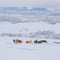 Husky farm visit, 1-hour program