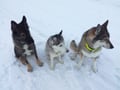 Husky farm visit, 1-hour program
