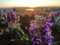 Midnight Sun Hike in Levi