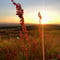 Midnight Sun Hike in Levi