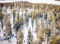 Peaceful Taiga forest in Rovaniemi