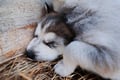 Rovaniemi Insider Autumn Husky Cart Ride