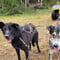 Rovaniemi Insider Autumn Husky Cart Ride