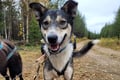 Rovaniemi Insider Autumn Husky Cart Ride