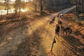 Rovaniemi Insider Autumn Husky Cart Ride