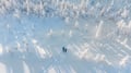 Snowshoeing + Snowmobile safari + Glass igloo lunch