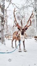 E-fatbike tour & Reindeer farm visit