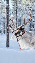 E-fatbike tour & Reindeer farm visit