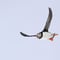 Puffin Express: 1-Hour Close Encounter with Adorable Birds