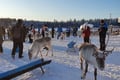 Super reindeer safari