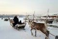 Super reindeer safari