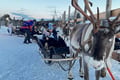 Super reindeer safari