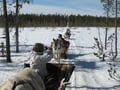 Super reindeer safari