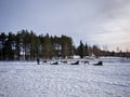 Super reindeer safari