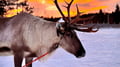 Super reindeer safari