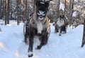 Super reindeer safari