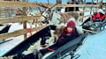 Super reindeer safari